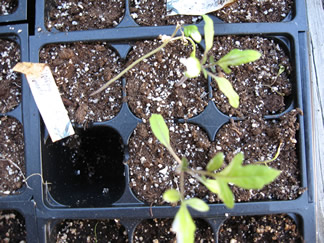 SeedlingsBatch1_Tomato_April28.jpg