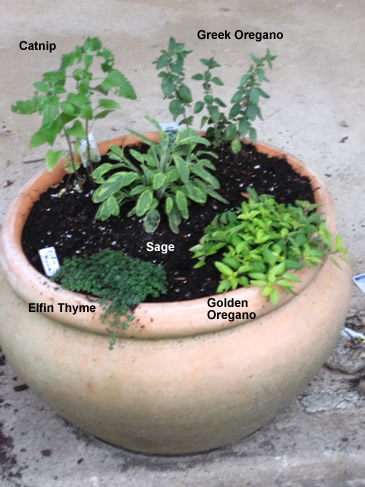 HerbPot20090510.jpg