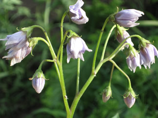 All_Blue_Potato_Blossom_20090605.jpg