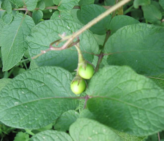 Potato_Berry2_20090607.jpg