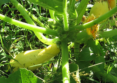 Squash_20090607.jpg