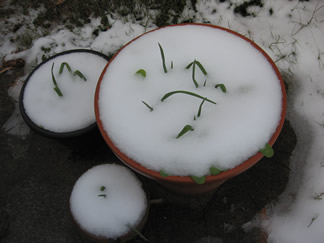 SnowOnGreens.jpg