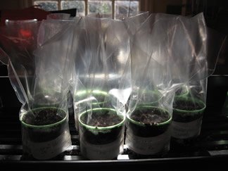 AllSeedlings.jpg