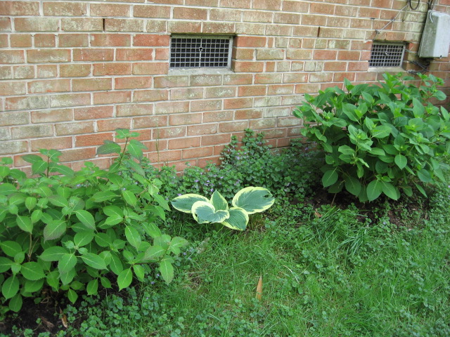 HydrangeasHosta1.JPG