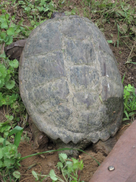 Turtle3.JPG