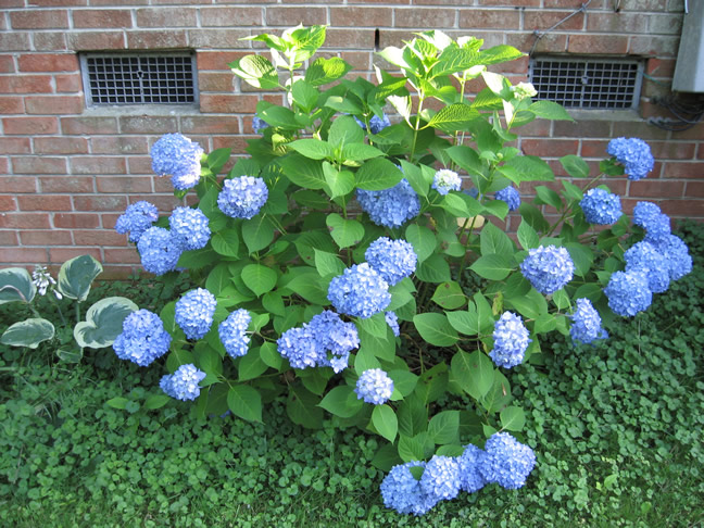 Hydrangea1.jpg