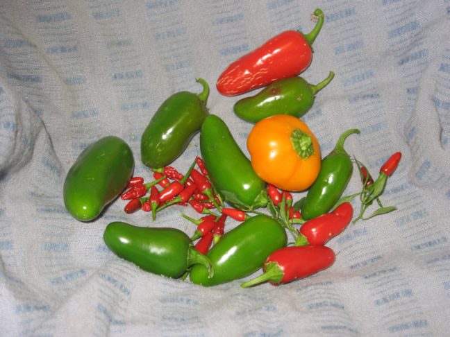 pepper_harvest.jpg