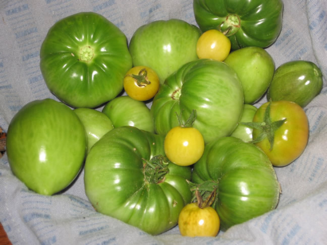 tomato_harvest.jpg