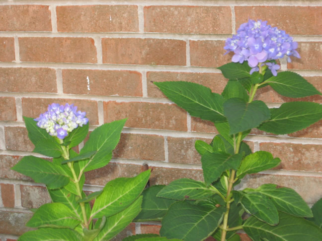 hydrangeas.jpg