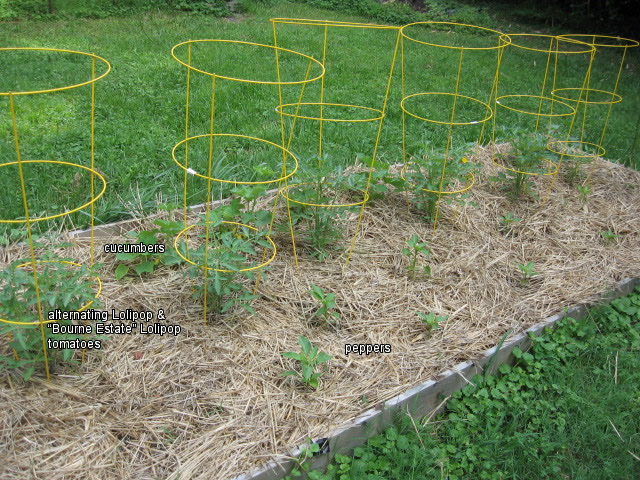 tomatoes_cukes_peppers.jpg