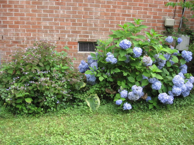 hydrangeas.jpg