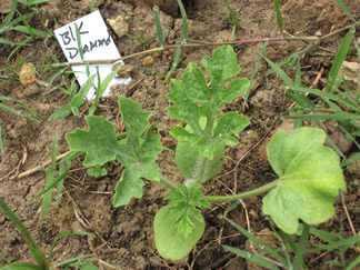 BlackDiamondWatermelon20090522.jpg