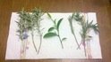 PlantCuttings20120327.jpg