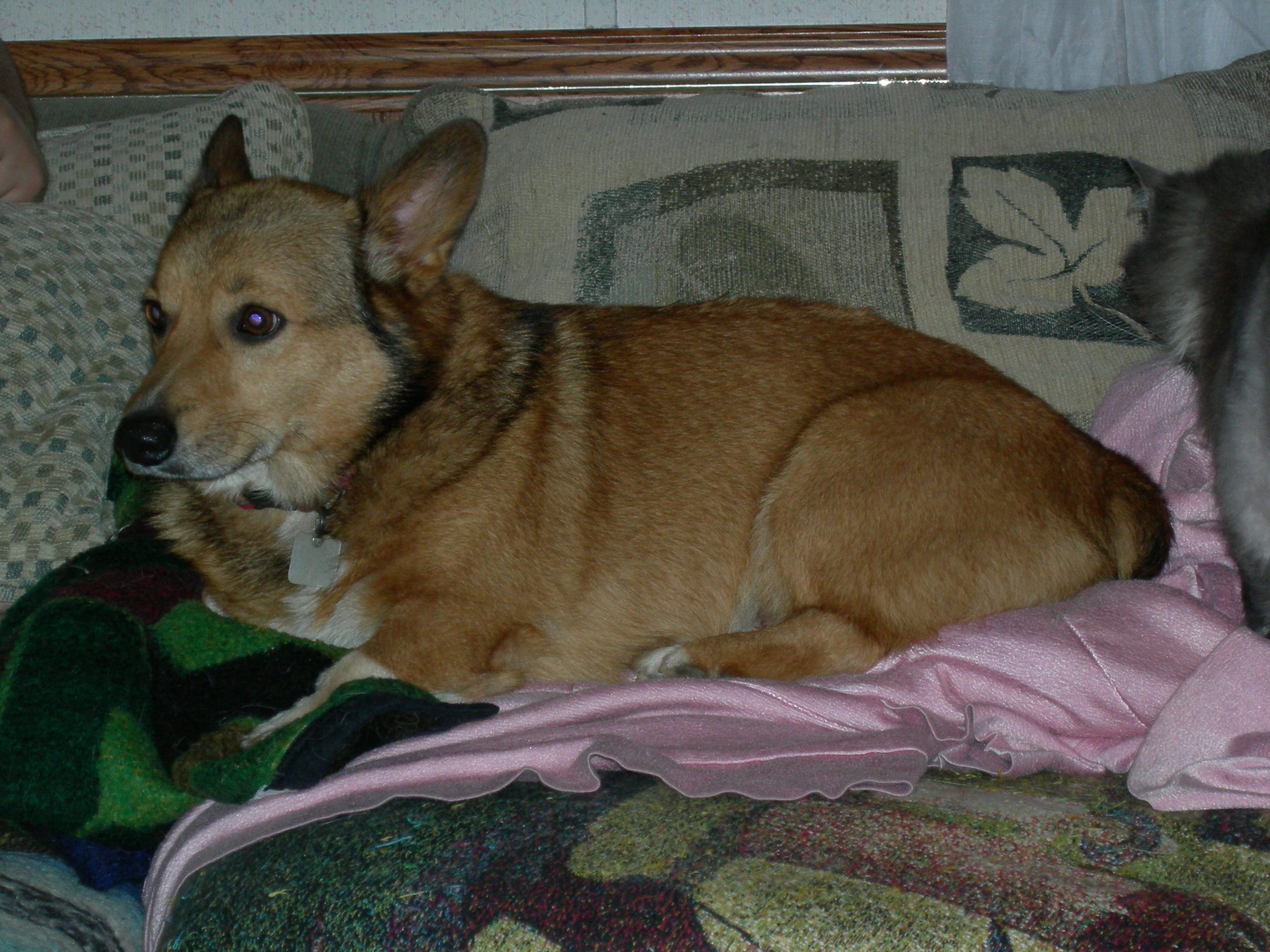 Bud