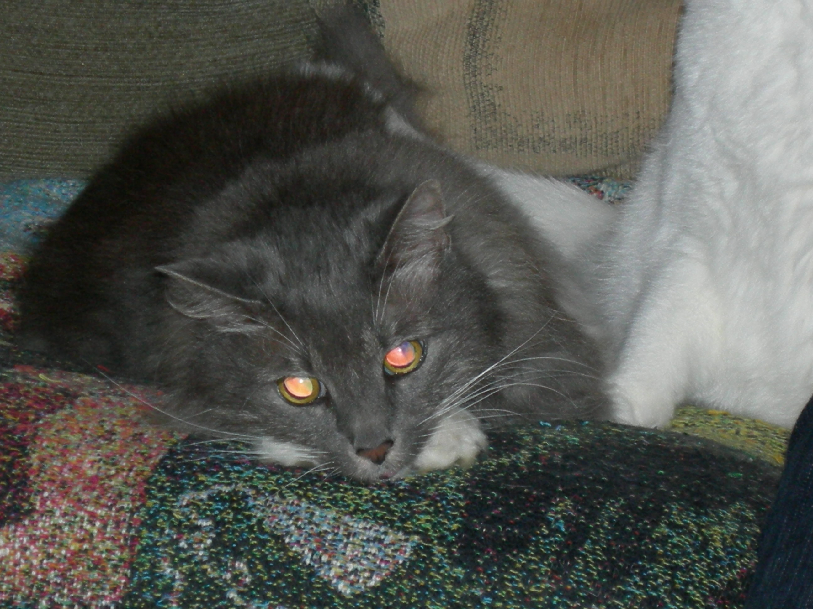 Tuffy