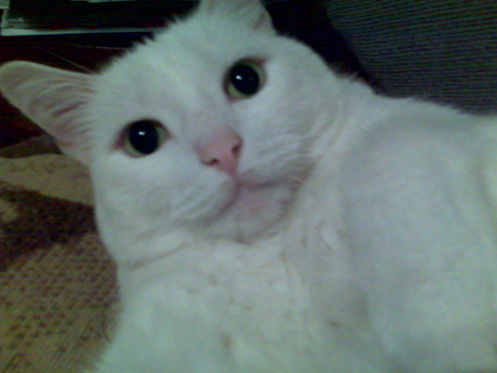 Spot